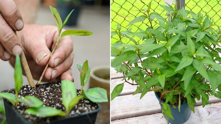 Bạn có thể tự trồng rau răm tại nhà để có rau sạch sử dụng cho các bữa ăn của gia đình.