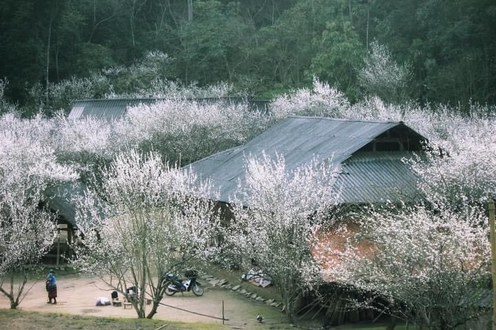 Giữa khung cảnh hùng vĩ của núi rừng Tây Bắc, những bông hoa mận nở rộ tạo nên một bức tranh thiên nhiên thật nên thơ