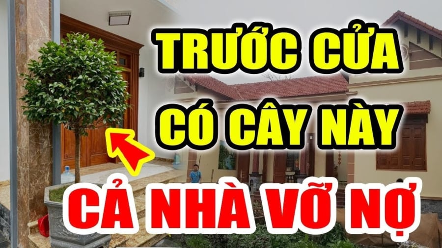 Vào cửa không trồng 4 cây, trong nhà không treo 3 vật: Gia chủ bỏ ngay Phúc- Lộc mới bền