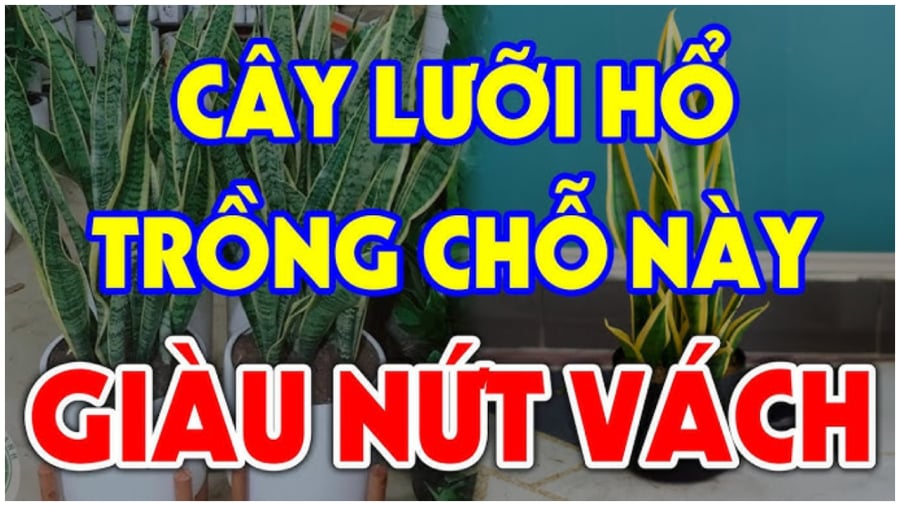 Vị trí trồng cây lưỡi hổ hút tài lộc