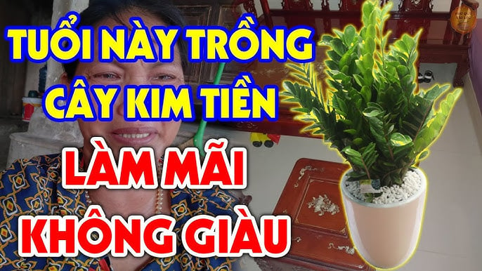 Người tuổi này không nên trồng kim tiền