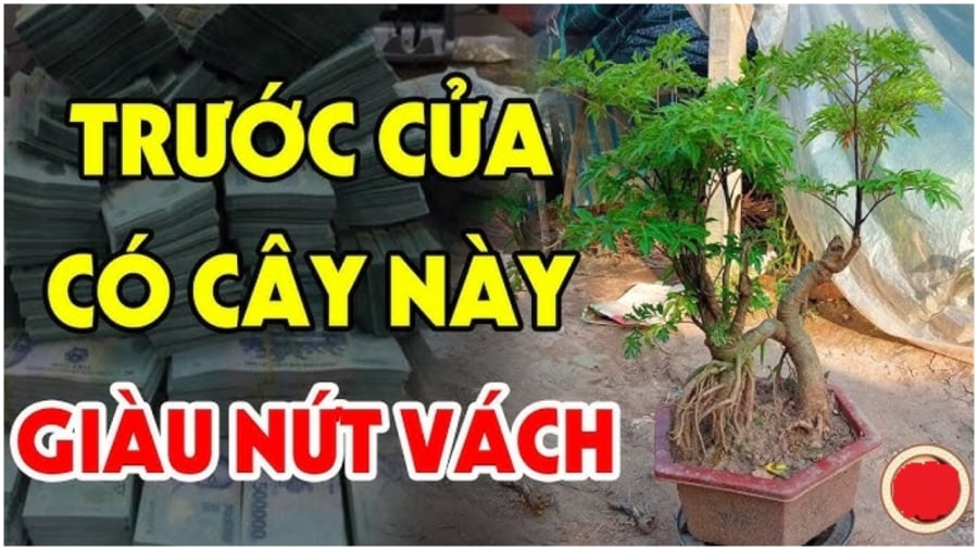 Trước nhà có 3 cây này giàu có