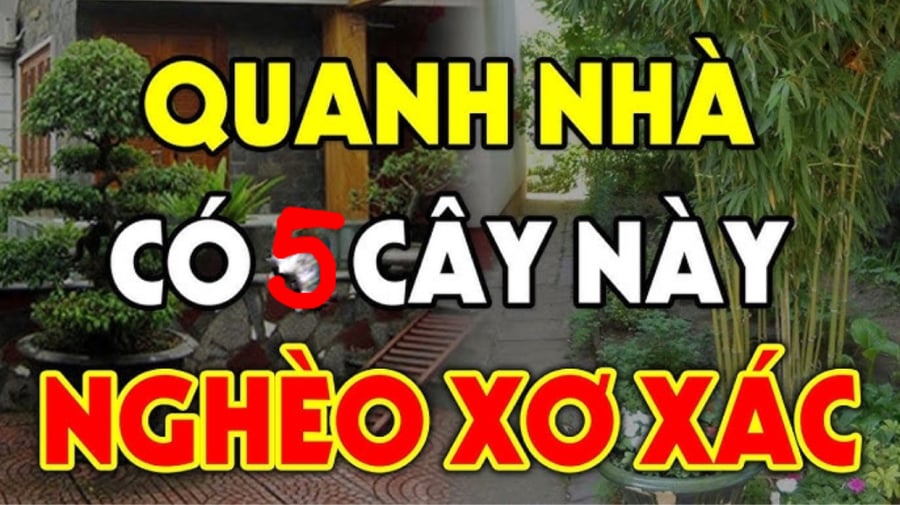 5 cây ác vào nhà, cây càng xanh tốt thì người càng suy kiệt, cây ác là những cây nào?