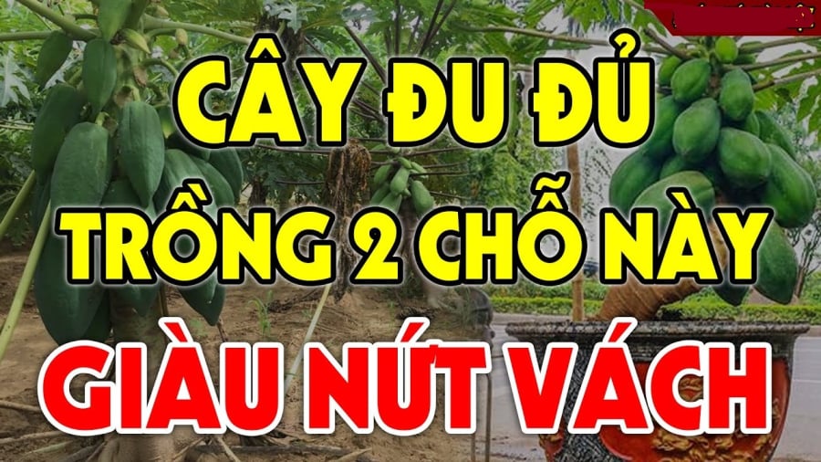 Vị trí trồng đu đủ mang tới may mắn giàu có