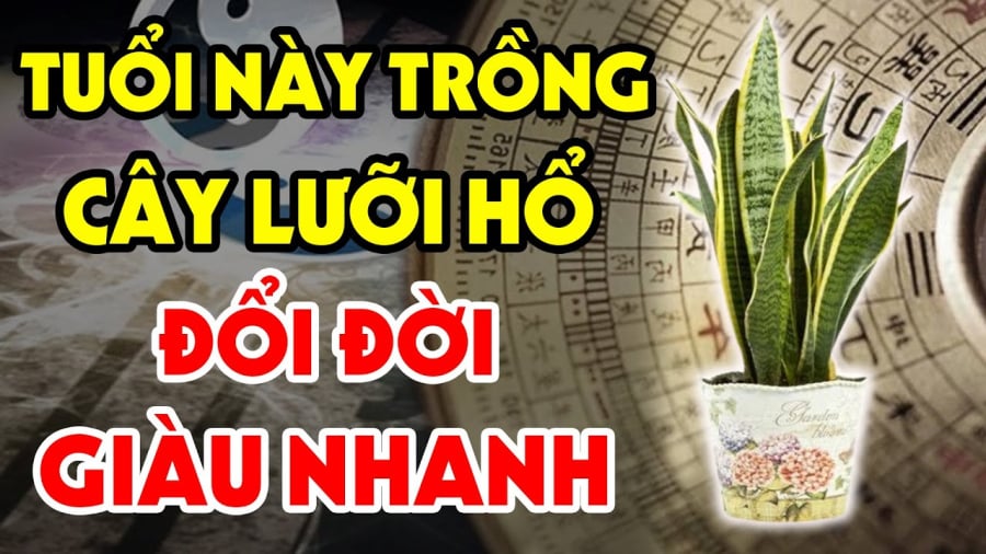 Tuổi nào hợp lưỡi hổ