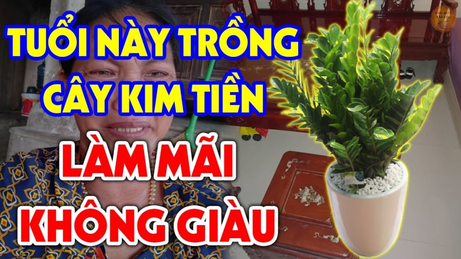 Tuổi nào không nên trồng kim tiền