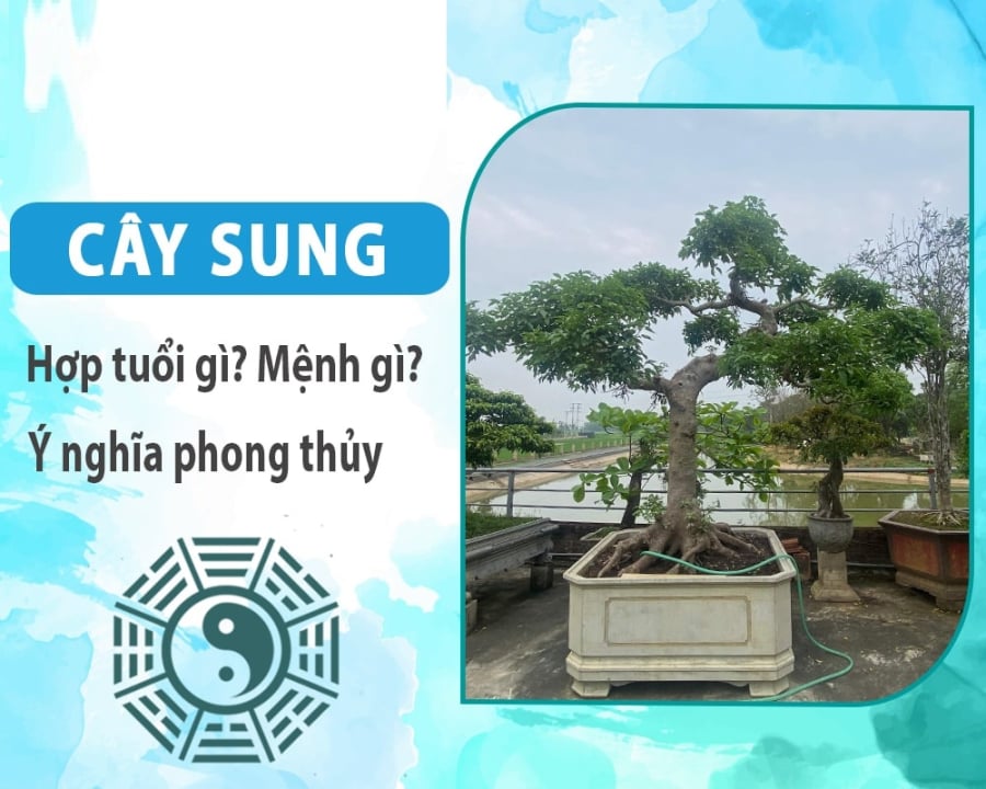 4 tuổi hợp nhất trồng Sung: Có 1 cây trong nhà Phúc - Lộc - Thọ có đủ