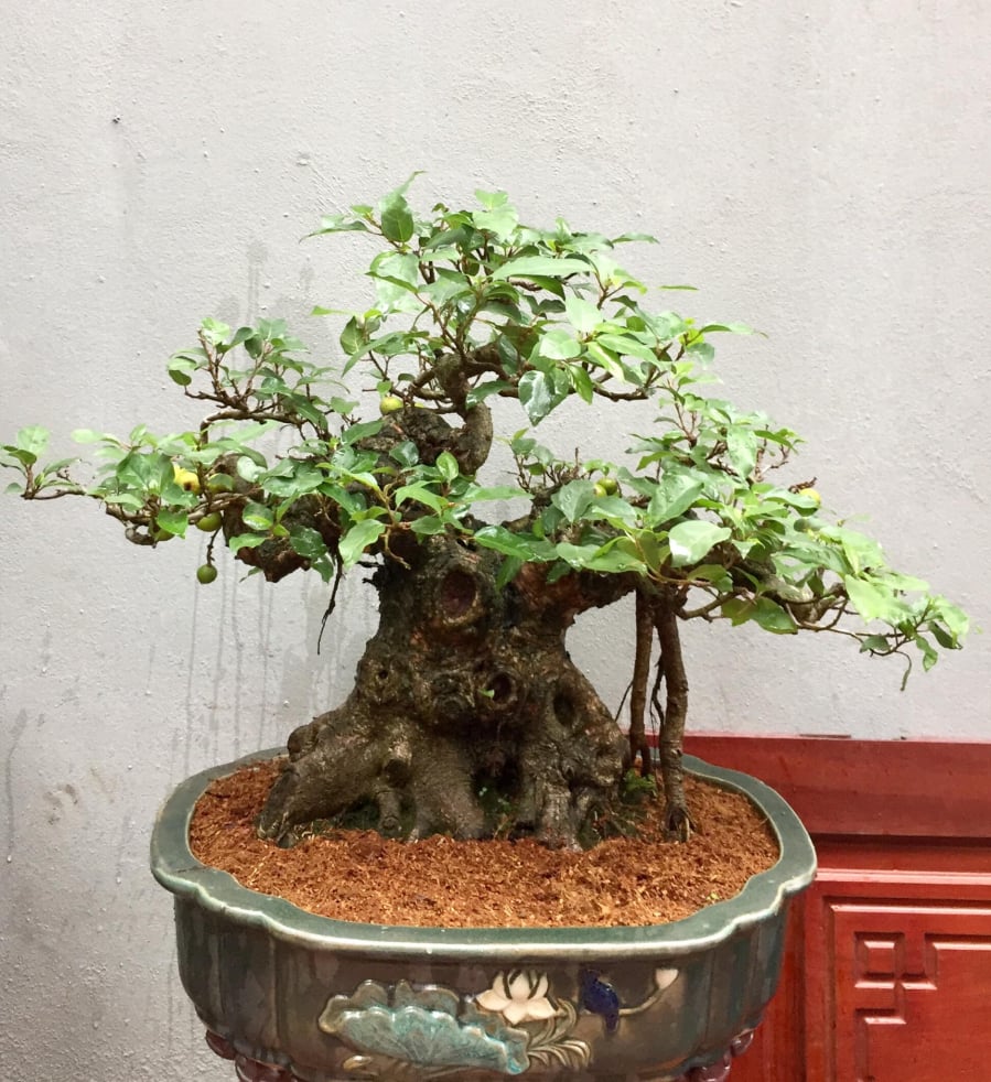 Bạn nên chọn loại sung bonsai để vừa đẹp vừa tiết kiệm không gian.