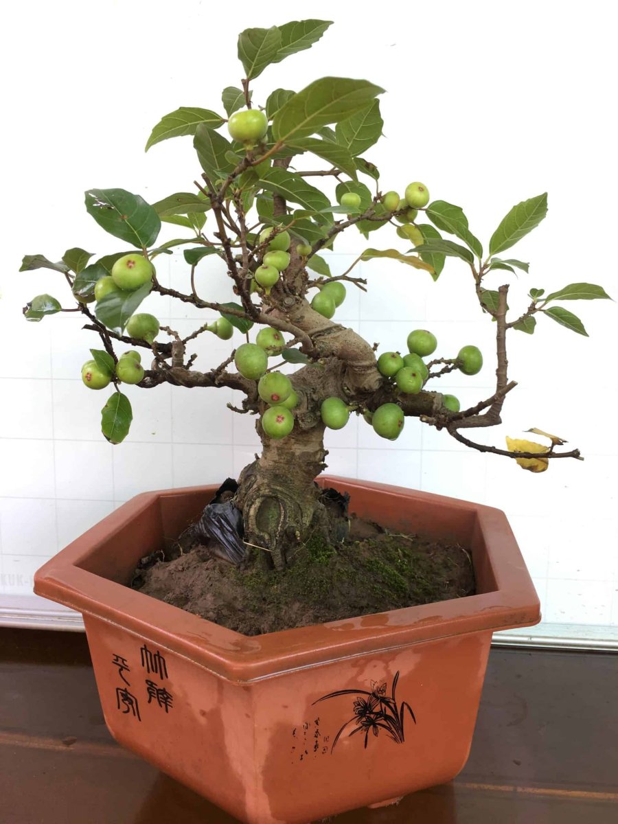 Cây sung bonsai cần có dáng to khoẻ để gia tăng vận khí.