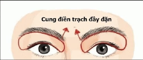 Cung điền trạch nằm giữa phần trên của mắt và phần dưới của chân mày, thể hiện khả năng sở hữu và quản lý bất động sản.    