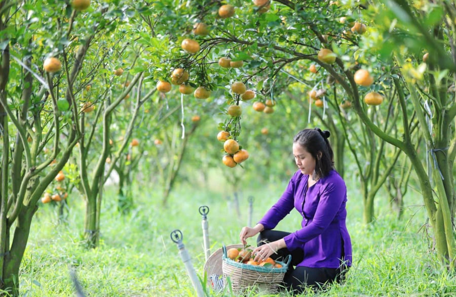 Liên luôn tin tưởng rằng, nếu lấy sản vật địa phương là quýt hồng Lai Vung làm nền tảng khởi nghiệp, cô sẽ thành công