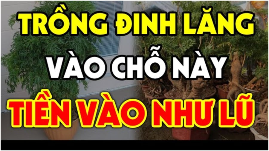 Vị trí nên trồng cây đinh lăng hút tài lộc vào nhà