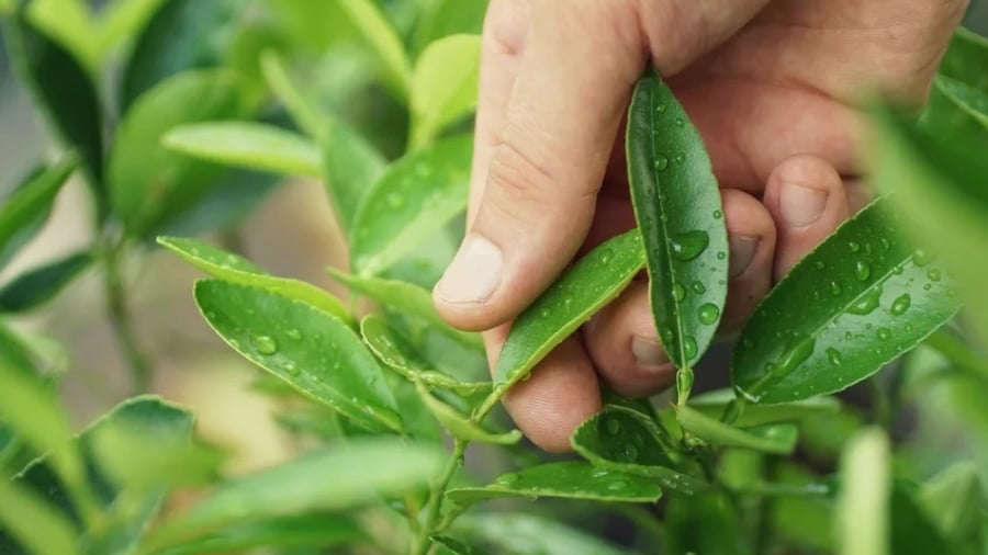 Dùng lá chanh luộc tôm