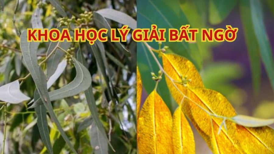 Các nhà khoa học bất ngờ phát hiện ra bạch đàn hút vàng từ trong đất