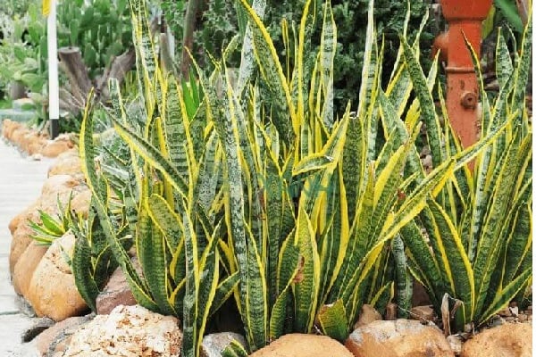 Cây lưỡi hổ viền lá vàng (Sansevieria trifasciata) không chỉ là một loại cây cảnh đẹp mà còn mang giá trị phong thủy sâu sắc