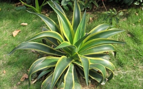 Cây cảnh thùa viền lá vàng (Agave americana 'Marginata'), hay còn gọi là 