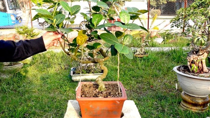 Cây ăn quả quen thuộc biến thành bonsai độc đáo: Vừa là biểu tượng may mắn, vừa có giá trị tới 800 triệu đồng