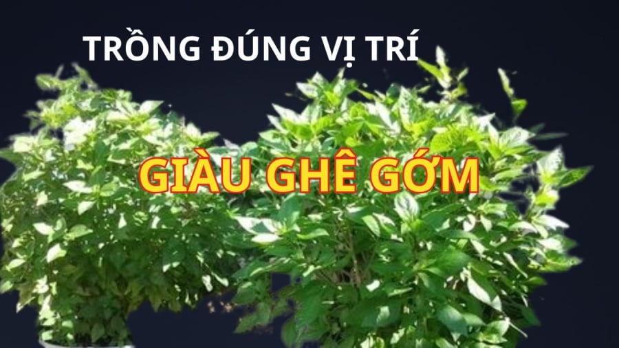 Trồng rau húng quế trong chậu rất đơn giản