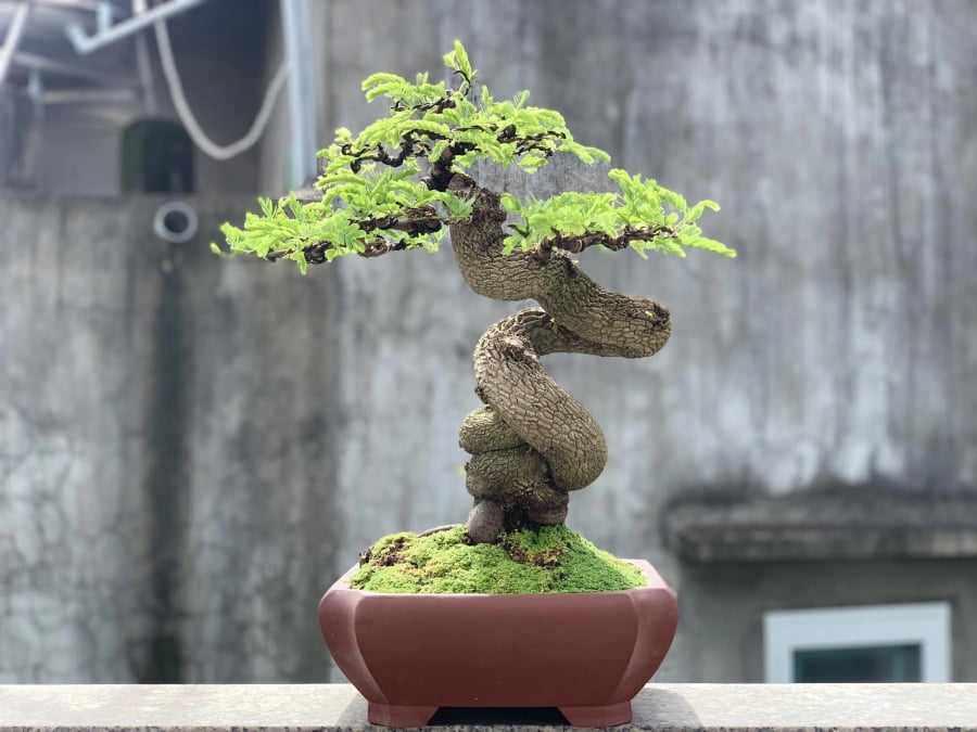 Trong thị trường cây cảnh cao cấp, từng có những chậu me bonsai đạt đến mức giá hàng tỷ đồng, gây xôn xao dư luận