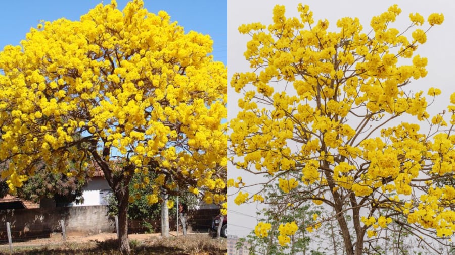 Ở Việt Nam, hiện nay, cây hoa phong linh hiện được trồng chủ yếu ở các khu vực công cộng để tạo cảnh quan.