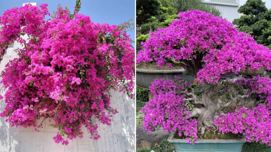 Cây hoa giấy ưa sáng, cần được tiếp xúc nhiều với ánh sáng để phát triển tốt, ra nhiều hoa.