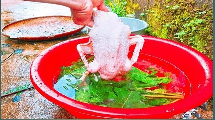 Chỉ với một nắm lá đu đủ vò nát rồi thả vào chậu nước, bạn sẽ thấy điều bất ngờ!