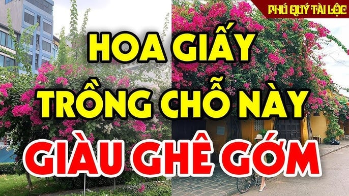 Hợp Mệnh Hút Lộc về túi: 3 tuổi trồng cây hoa giấy trước cửa tiền đếm mỏi tay