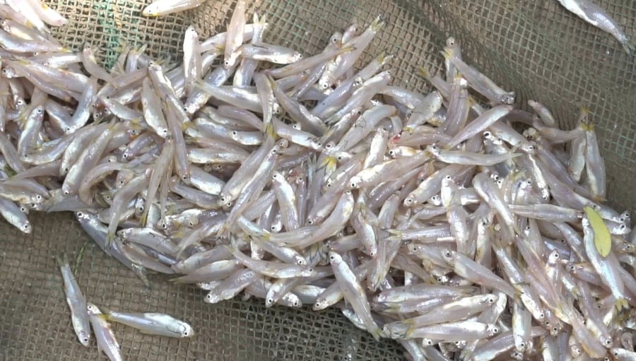 Cá cơm là loại cá thân nhỏ, mảnh, sống chủ yếu ở vùng nước mặn.