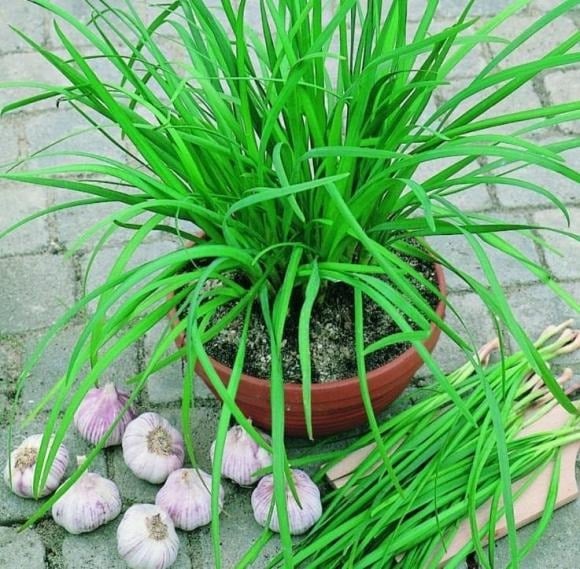 Rau hẹ không chỉ là gia vị quen thuộc mà còn có tác dụng chữa ho, viêm họng.