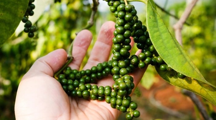 Dù là gia vị quen thuộc trong các gia đình Việt, ít ai biết rằng hồ tiêu còn là một vị thuốc quý mang lại nhiều lợi ích tuyệt vời cho sức khỏe.