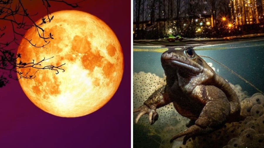 Đừng ăn ếch trông trăng