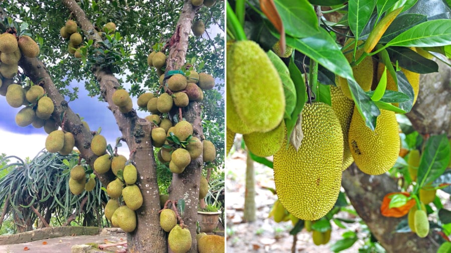 Cây mít là loại cây không nên trồng trước nhà.