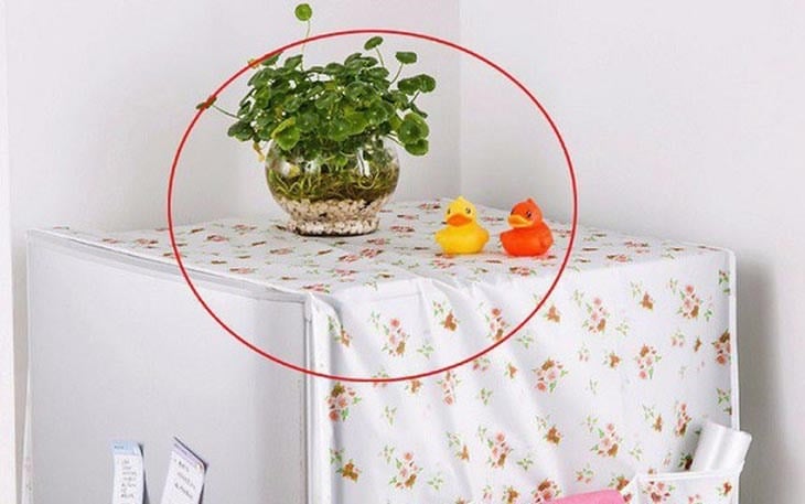 Trang trí bằng hoa và cây xanh giúp làm đẹp không gian, nhưng nóc tủ lạnh không phải là vị trí lý tưởng.