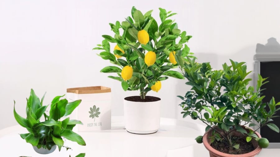 Cây chanh vừa nhiều công dụng vừa có ý nghĩa thu hút tài lộc