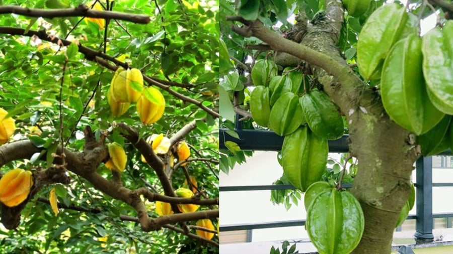 Khế có nhiều công dụng trong đời sống