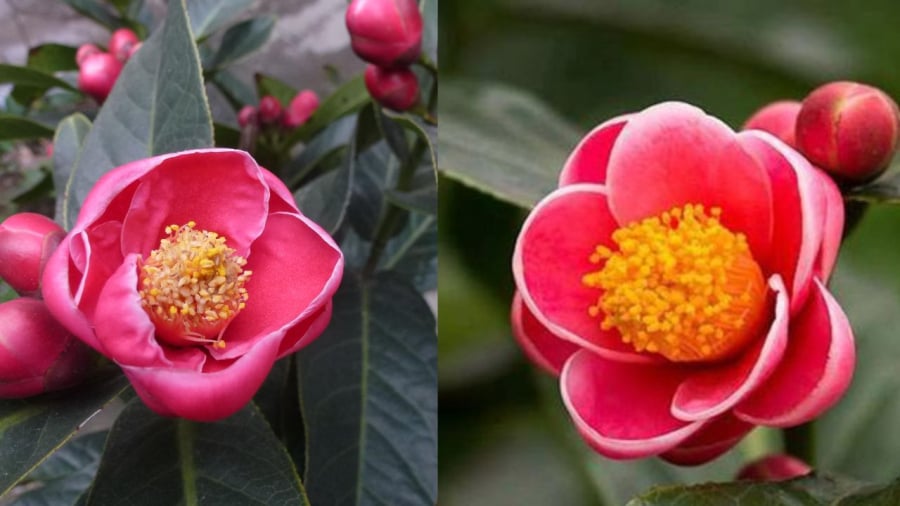 Hải đường loài hoa nhiều người yêu thích