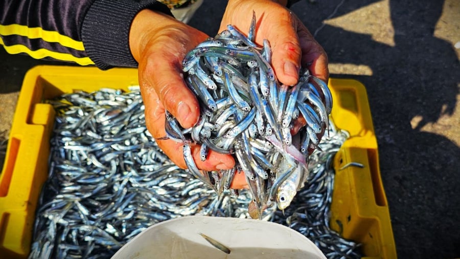 Loài cá “bổ hơn cá hồi”, giàu canxi hơn sữa bò, chợ bán chỉ 30 nghìn/kg
