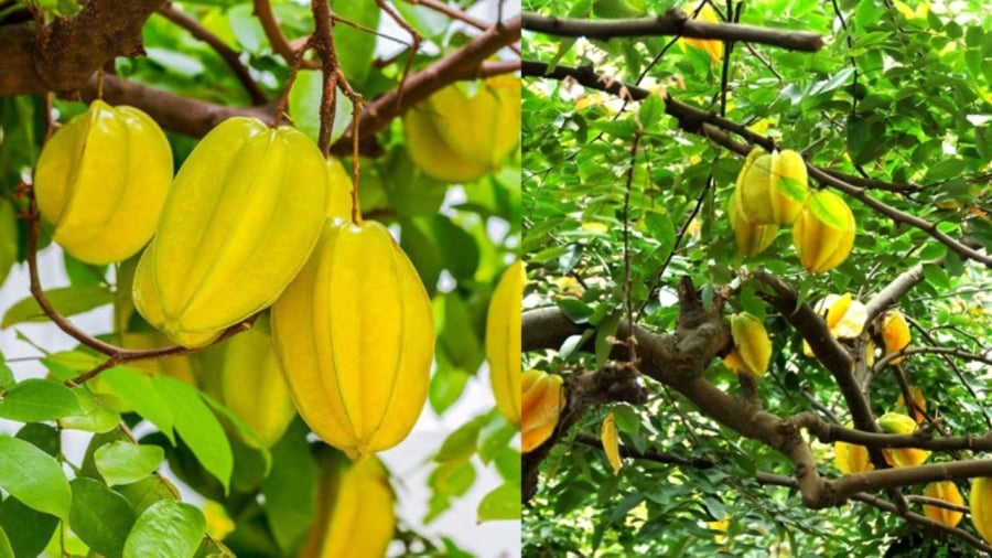 Cây khế cần đủ sáng để ra quả
