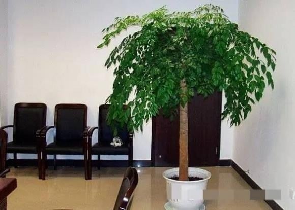 Một trong những loại cây đặc biệt quan trọng khi nói đến việc cải thiện chất lượng không khí trong nhà chính là những cây có khả năng thanh lọc không khí hiệu quả.