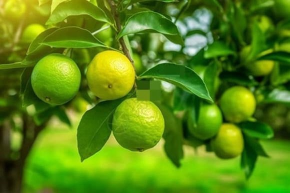 Những loại cây có giá trị chữa bệnh hoặc có thể ăn được, thậm chí có thể kết hợp cả hai công dụng này, là lựa chọn lý tưởng để trồng trong không gian sống.