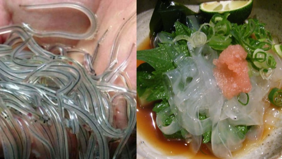 Giá lươn thủy tinh đắt đỏ như giá vàng