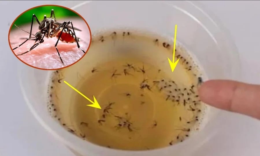 Muỗi sợ nhất 1 bát nước: Khuấy lên rồi đặt góc nhà, muỗi bay đi hết, yên tâm mà ngủ