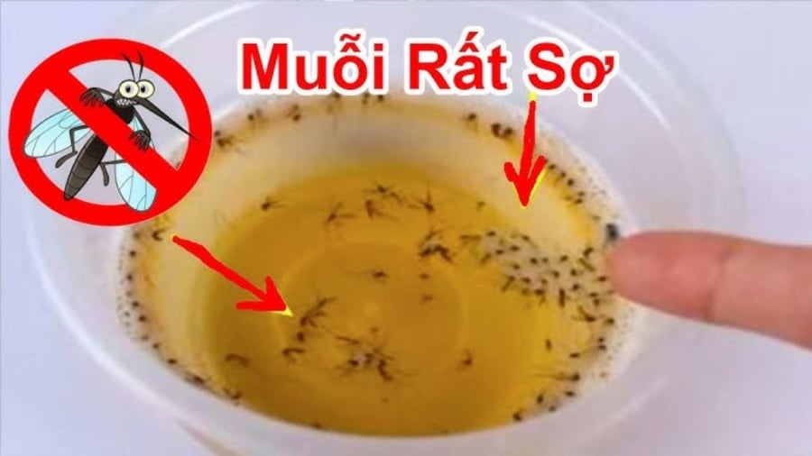 Muỗi sợ nhất 1 bát nước: Khuấy lên rồi đặt góc nhà, muỗi bay đi hết, yên tâm mà ngủ