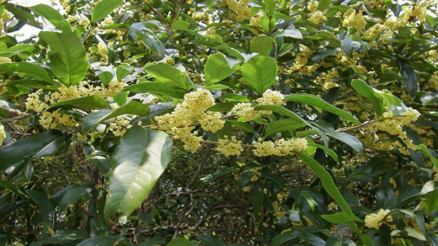 Mộc hương là cây cảnh quý