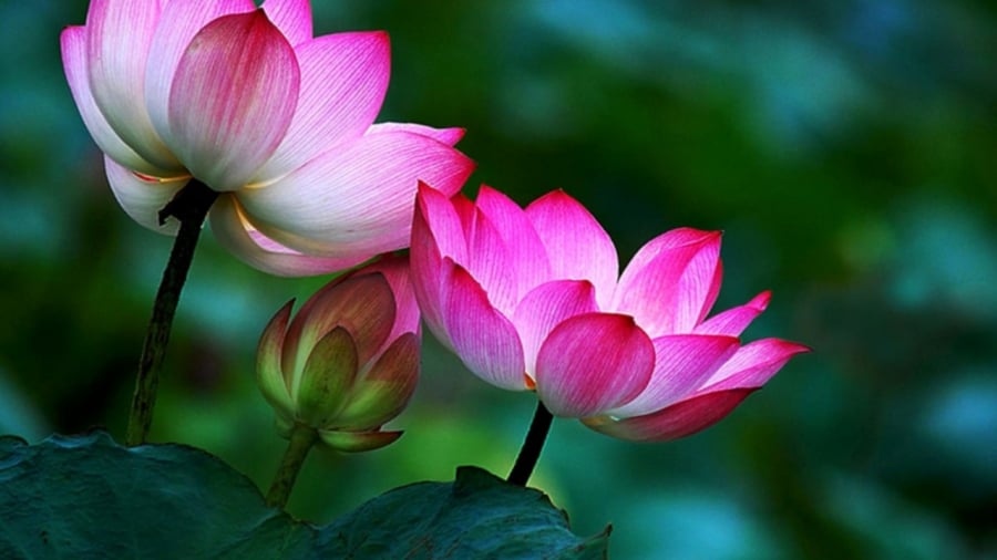 Người có thứ này thì không bao giờ cần đi xem phong thủy, cả đời vẫn giàu: Đó là thứ gì?
