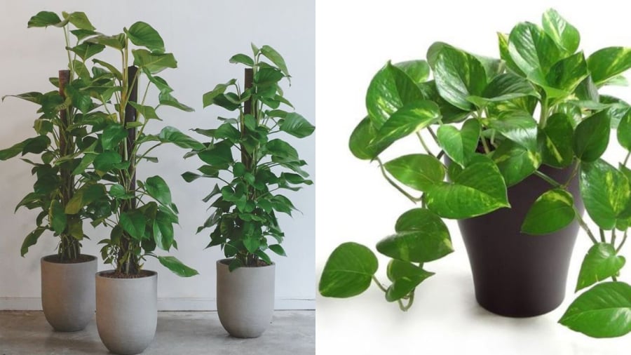 Trầu bà là cây cảnh dễ trồng nhưng không phải trầu đâu cũng được