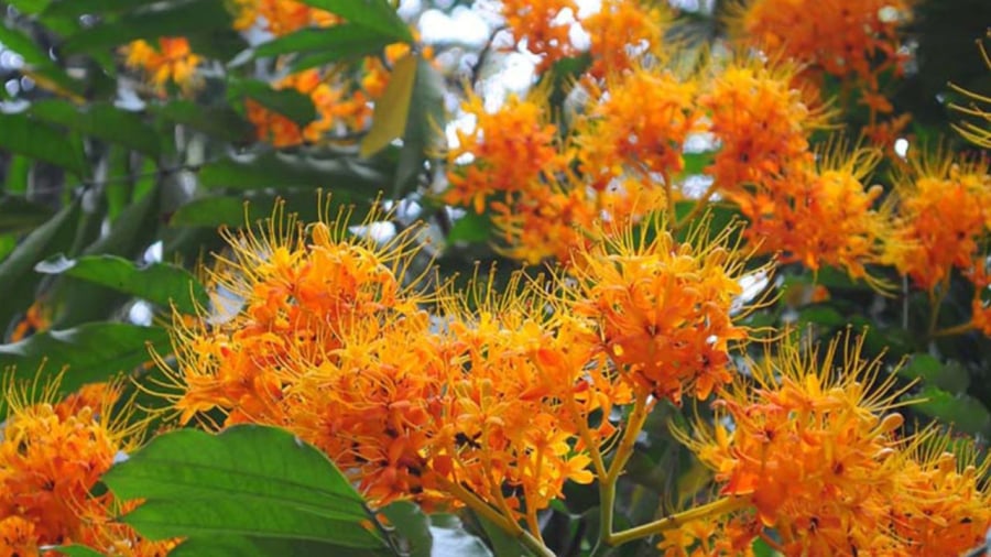 Hoa vô ưu (vàng anh)