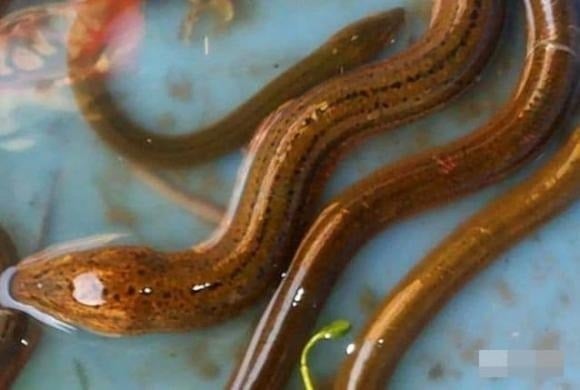 Trong dân gian, có một truyền thuyết kỳ lạ về loại lươn mang tên