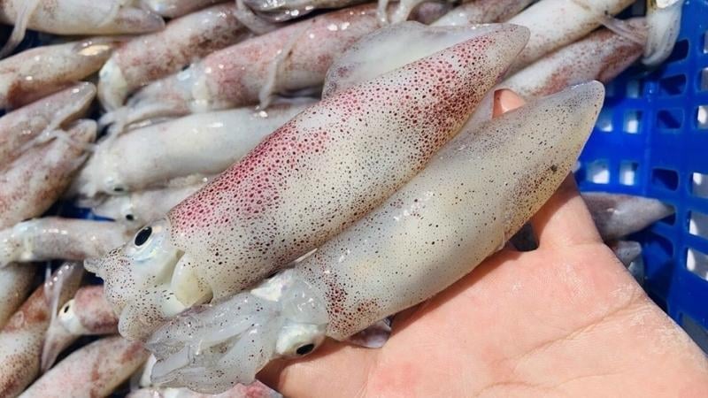 Cách chọn mực tươi ngon