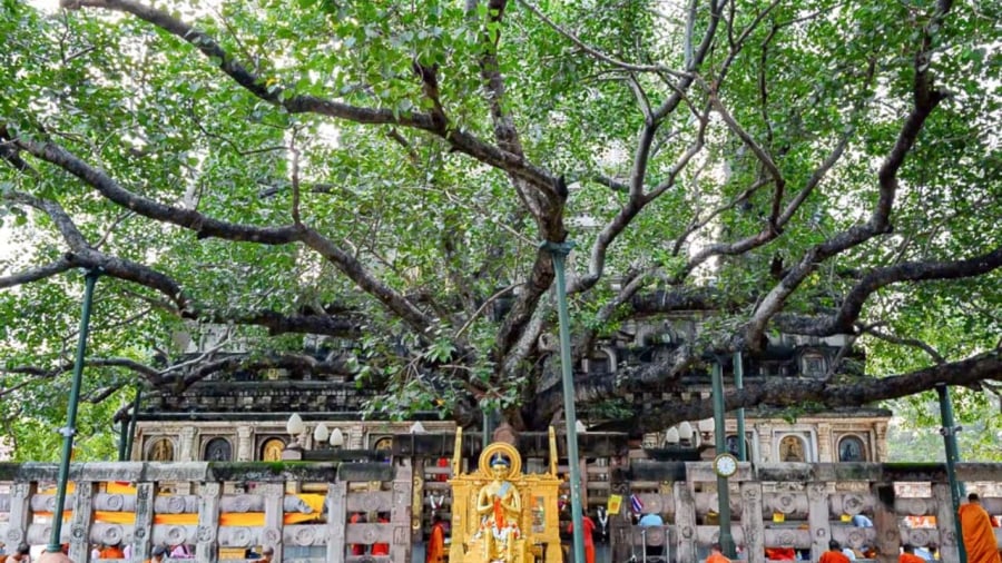 Cây bồ đề linh thiêng